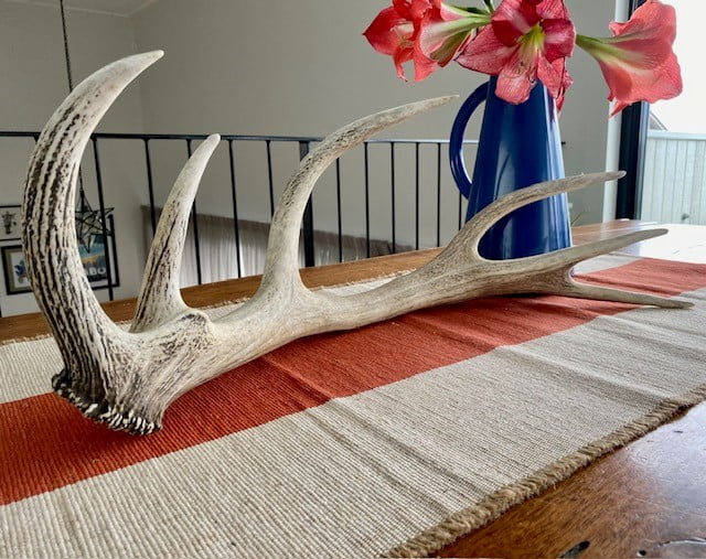 red deer antler