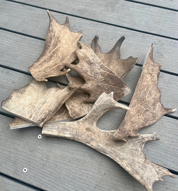Fallow Blade X Large