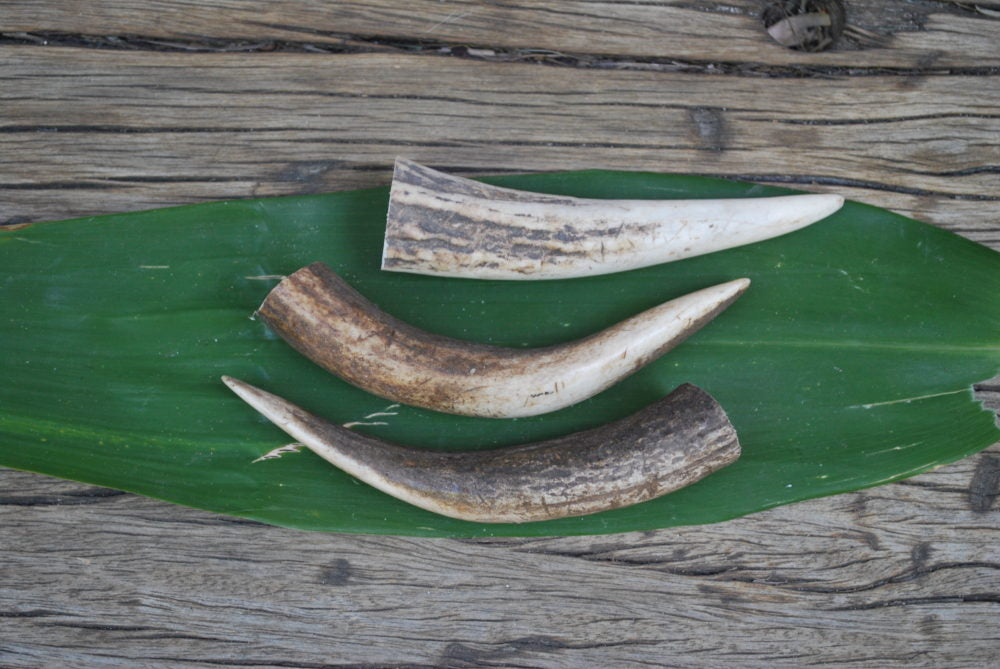 Antler Tips for DIY Craft