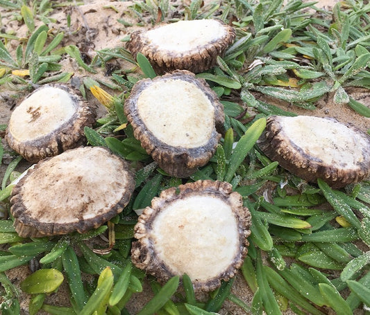 Aussie Antlers - Burr