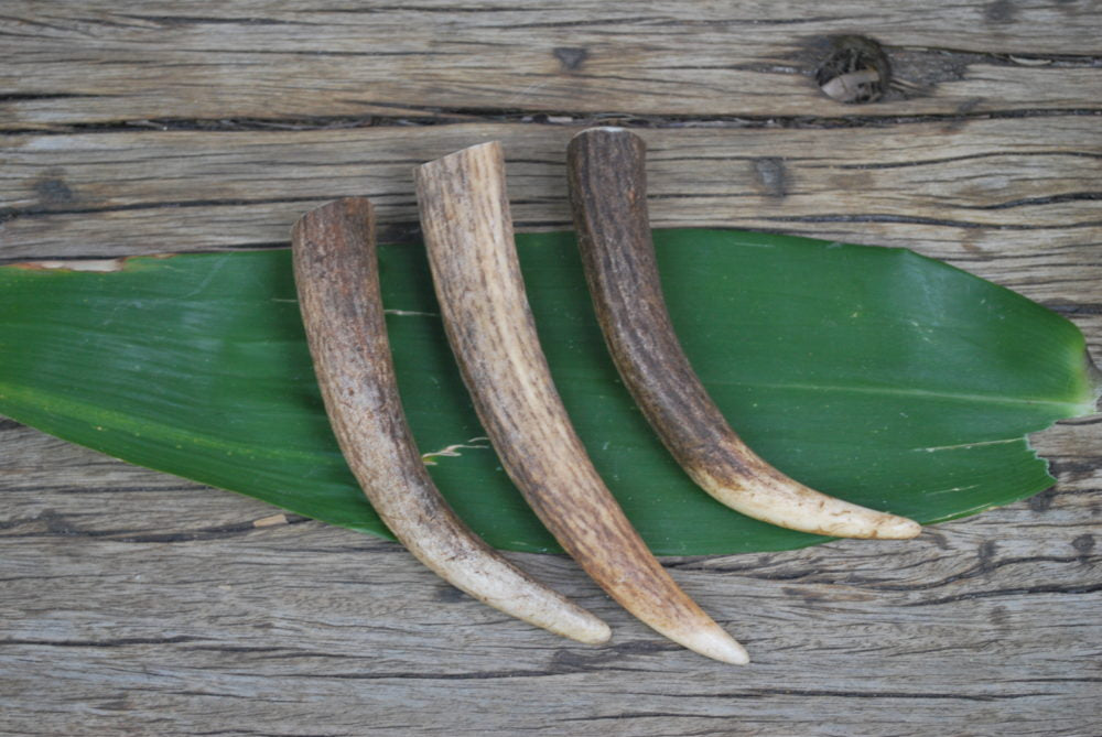 Antler Tips for DIY Craft