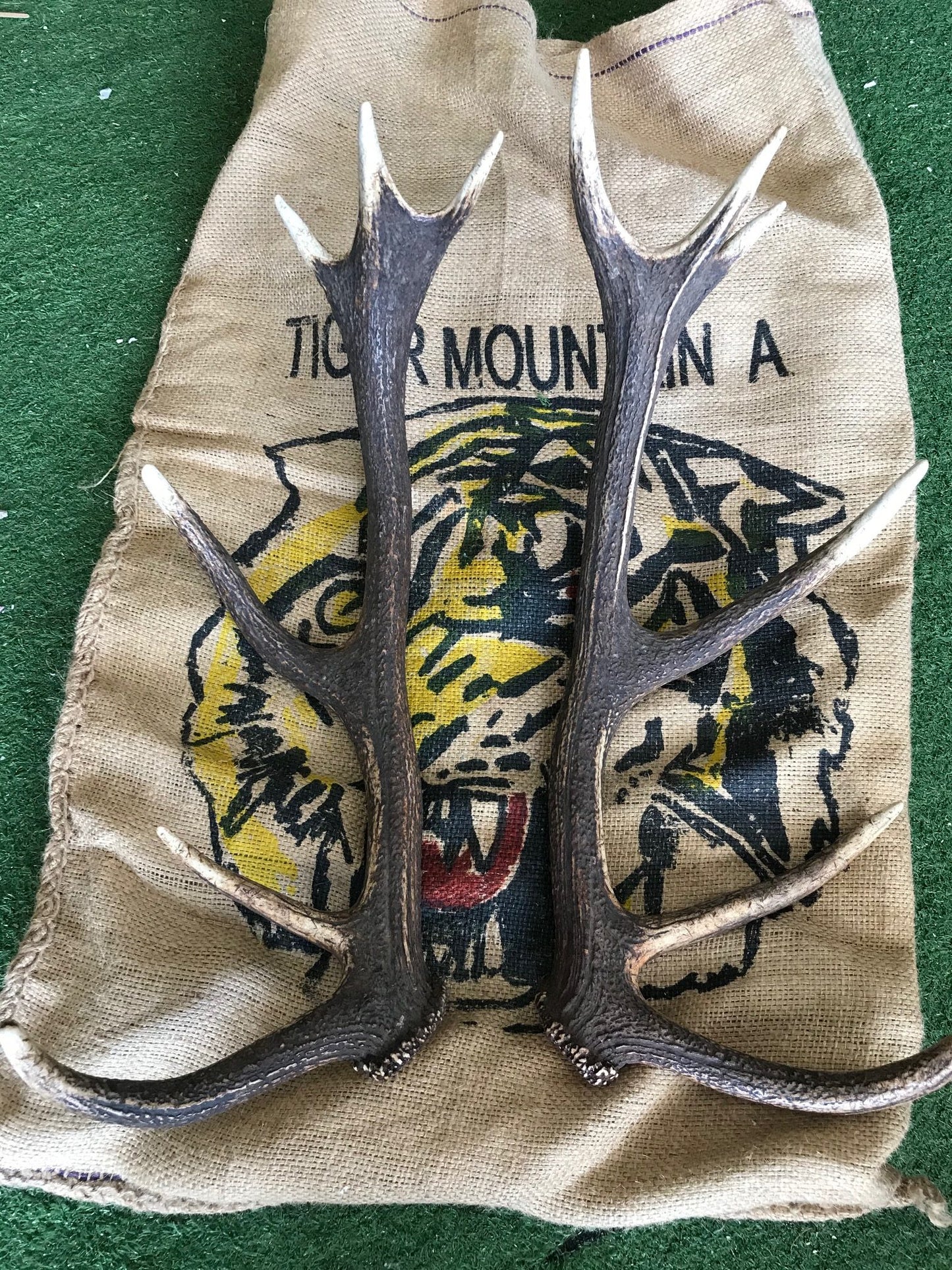 Red Deer matching Antlers