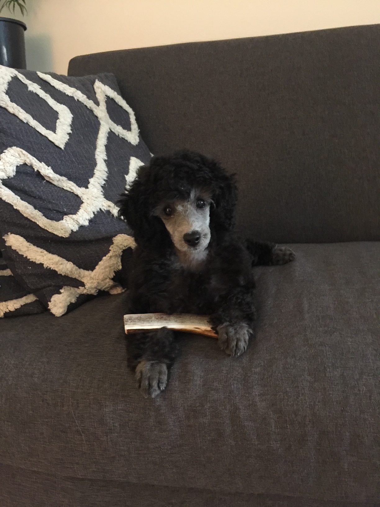 Deer Antler Split - Small Piece