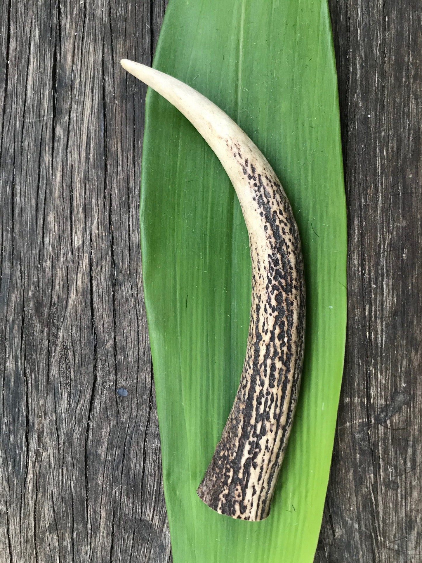 Red Deer Antler tip