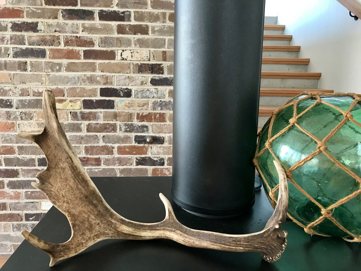 Fallow Deer Antler (ornamental)