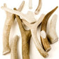 Deer Antler - Medium Piece