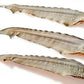 Aussie Shark Tails